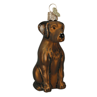 Chocolate Labrador
