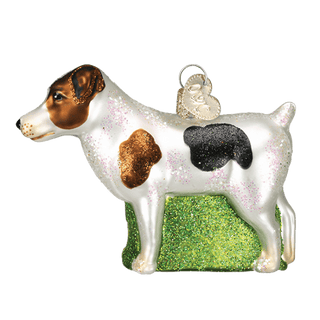 Jack Russell Terrier