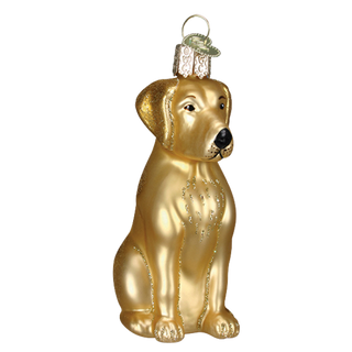 Yellow Labrador