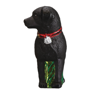 Standing Black Lab