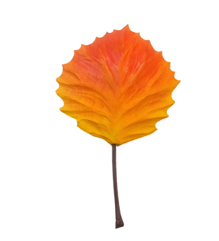 Aspen Leaf Wood Orn