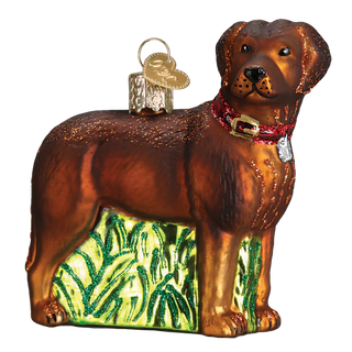 Standing Chocolate Lab