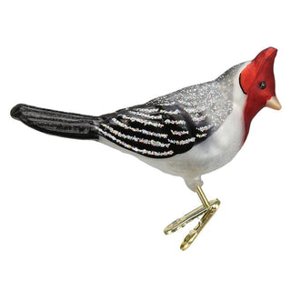 Red-Crested Cardinal