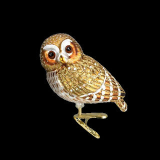 Pygmy Owl