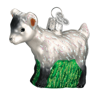 Pygmy Goat