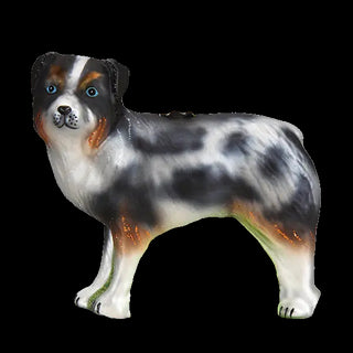 Australian Shepherd