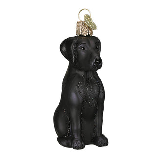 Black Labrador